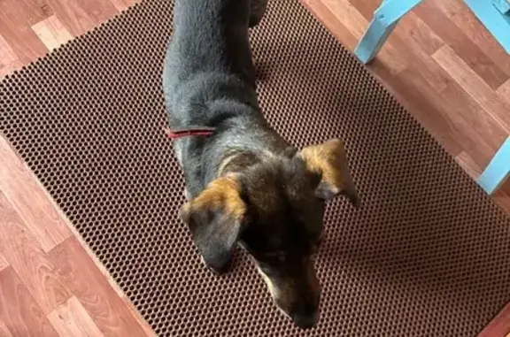 Найдена собака, Московская область, фото: Такса найдена в СНТ Лесная Поляна, Чехов