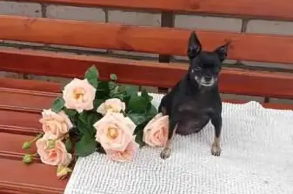 Пропала собака, Брянск, ул. Дзержинского