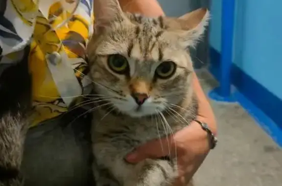 Кошка найдена: Чебоксары, Тракторостроителей 67