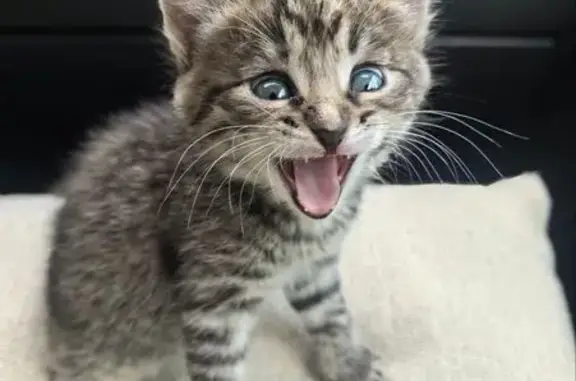 Кошки потеряшки, Мытищи, фото: Потеряшка кошка, ул. Ак. Каргина, 25, Мытищи