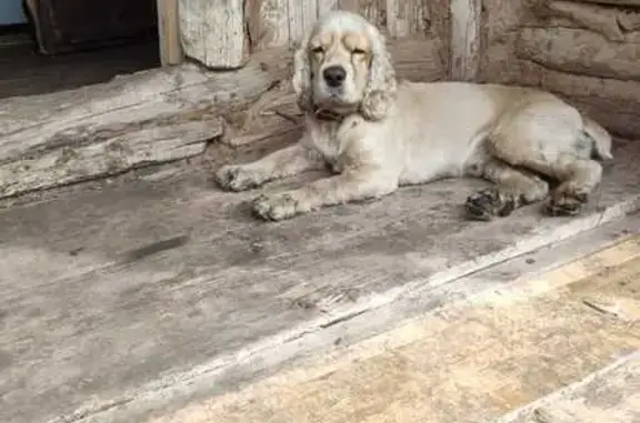 Пропала собака, Интернациональная 123, Уфа