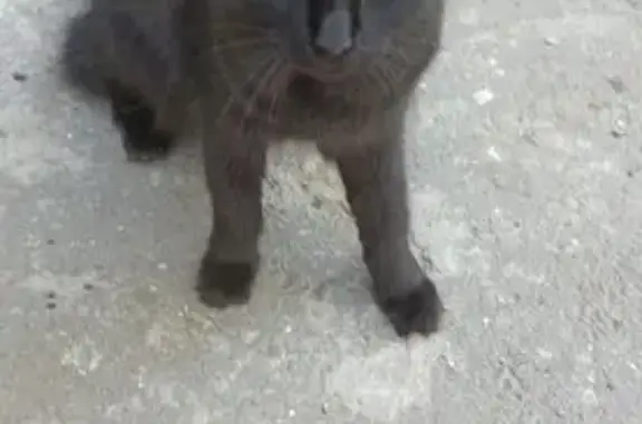 Найдена кошка, Волжский, фото: Кошка найдена, ул. Энгельса, 43, Волжский