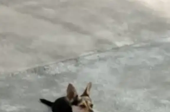 Пропала собака, ул. 50 лет Октября, 4