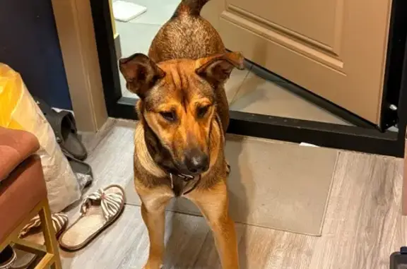 Найдена собака, Парголово, Михайловская 16к3с1