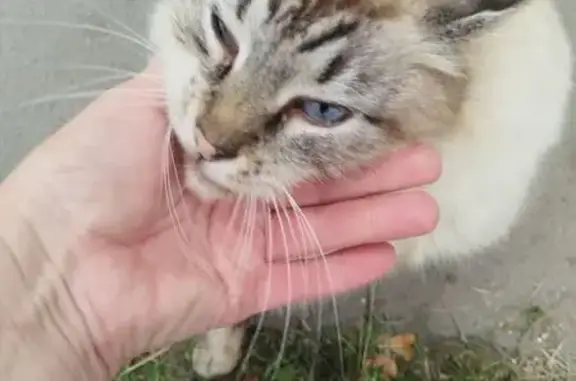 Найдена кошка, Тула, фото: Найдена кошка, ул. Сойфера, 35, Тула