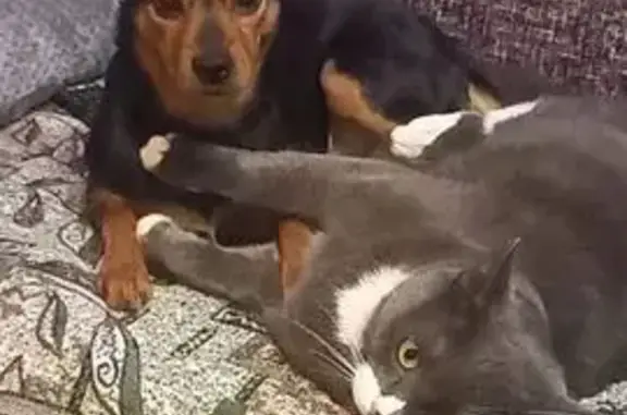 Собаки потеряшки, Челябинск, фото: Потеряшка собака, ул. Лизы Чайкиной, 17