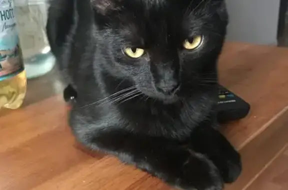 Пропала чёрная кошка, Тверская область