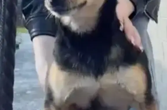 Пропала собака, ул. 50 лет Октября, 2А