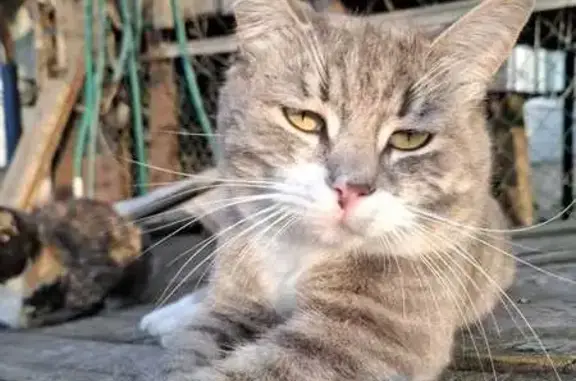 Кошки потеряшки, , фото: Потеряшка кошка, Полевая ул., Петушки