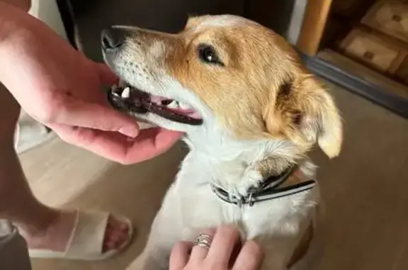 Найдена собака: ул. Хользунова, 96, Воронеж