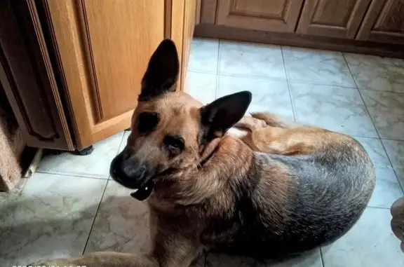 Найдена собака, , фото: Овчарка найдена на 4-й Садовой улице