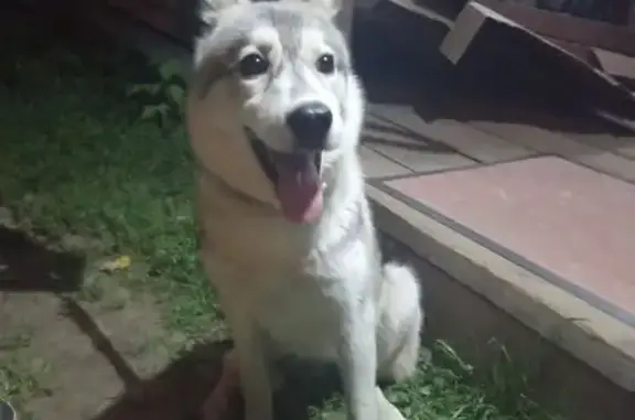 Найдена собака, , фото: Метис хаски найдена на Железнодорожной, Родники