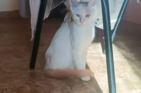 Кошки потеряшки, Псков, фото: Потеряшка белая кошка, Рижский пр., Псков