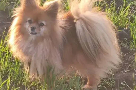 Собаки потеряшки, , фото: Потеряшка собака, 6-й пер., Петрушино