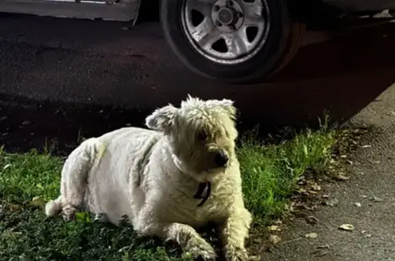 Найдена собака, Павловск, фото: Собака найдена: Берёзовая ул., 24, Павловск