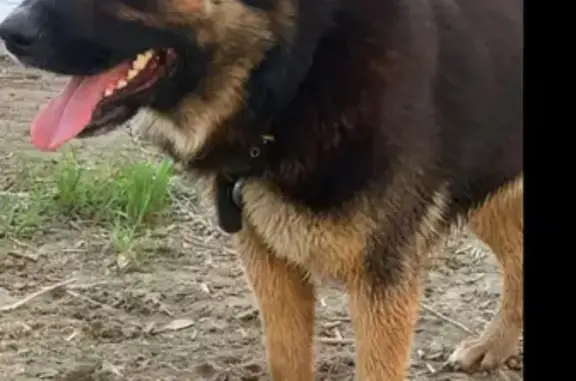 Собаки потеряшки, Казань, фото: Потеряшка собака на Привокзальной площади, Казань