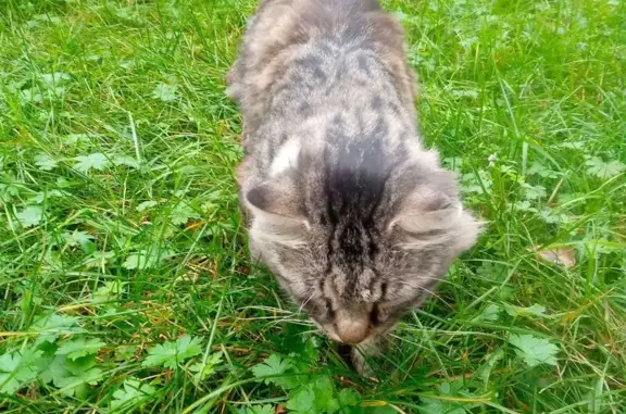 Найдена кошка, , фото: Кошка найдена: Орловский пер., 5, Ижевск