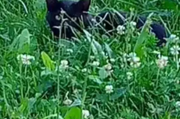 Найдена кошка, , фото: Кошки найдены у Июльская, 18, Ижевск