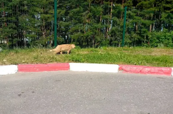 Найдена кошка, , фото: Кошка найдена на ул. Азина, 342, Ижевск