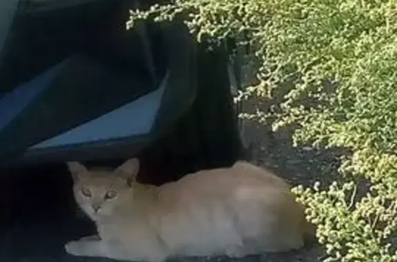 Найдена кошка, , фото: Кошка найдена на ул. Азина, 79, Ижевск