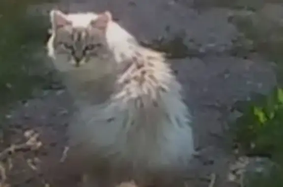 Найдена кошка, , фото: Кошка найдена: Заводская ул., 33, Ижевск