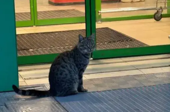 Кошка найдена, пр. Мира 30, Чебоксары