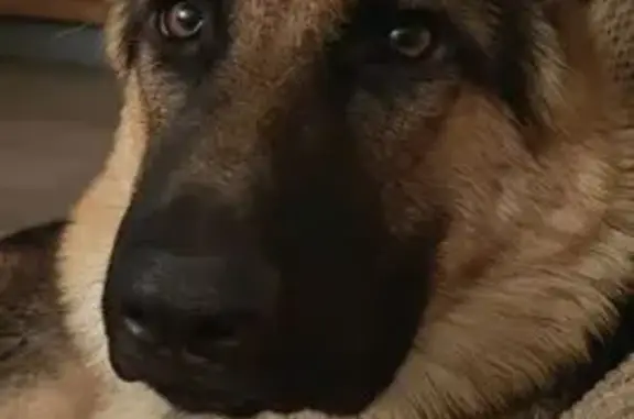 Собаки потеряшки, Владивосток, фото: Потеряшка собака, Светланская 11, Владивосток