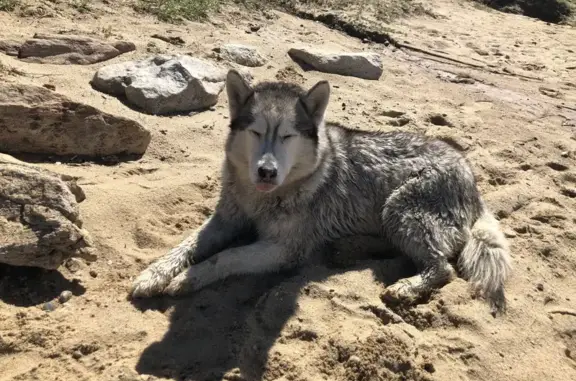 Собаки потеряшки, Иркутск, фото: Потеряшка хаска, ул. Терешковой 26, Иркутск