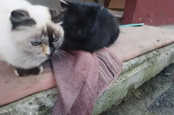 Найденные животные Томск, фото: Кошка найдена: Лыткина 22, Томск