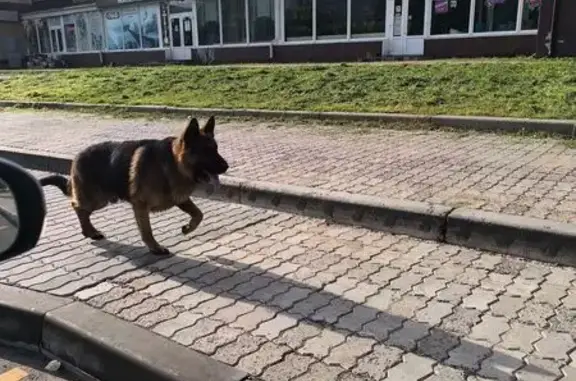 Найдена овчарка, ул. Попова, Красноярск