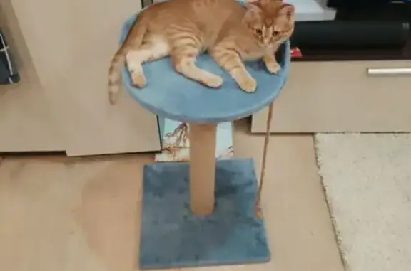 Кошки потеряшки, Йошкар-Ола, фото: Потеряшка котенок, ул. Машиностроителей, 6Г