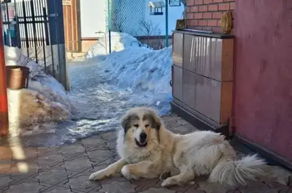 Собаки потеряшки, Кондратово, фото: Потеряшка собака, Урожайная ул. 15, Пермь
