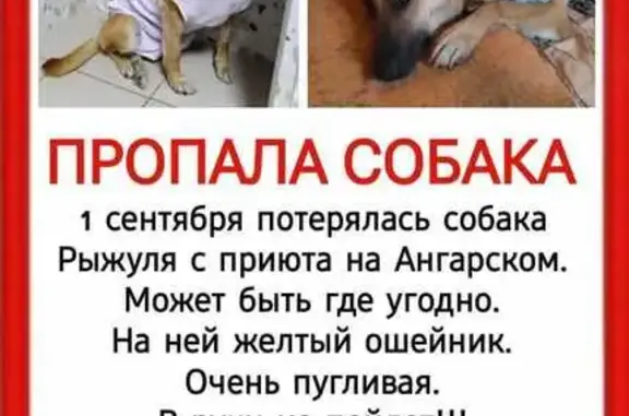 Пропала собака в Волгограде, звоните!