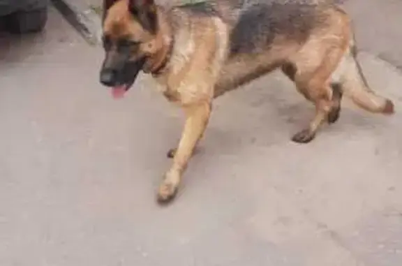 Овчарка найдена: Южнопортовая 17Б с1