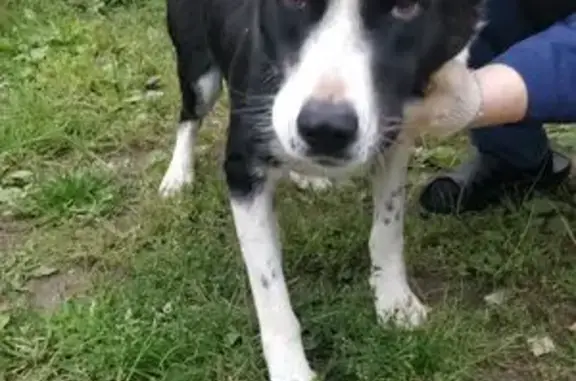 Собака найдена: Маклинский проезд, 4