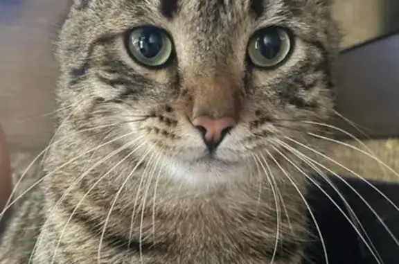 Пропал кот, ул. Правды, 3, Киров