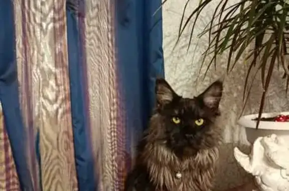 Кошки потеряшки, Оренбург, фото: Потеряшка кошка, Восточная ул., 86, Оренбург