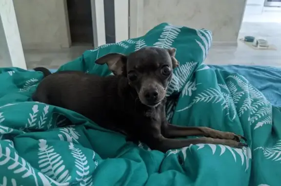 Собаки потеряшки, Калининград, фото: Потеряшка кошка, Автомобильная ул., Калининград