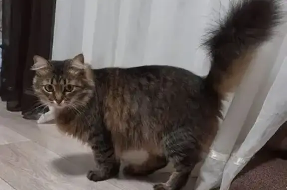 Пропала кошка, Рабочая ул. 129, Красный Кут