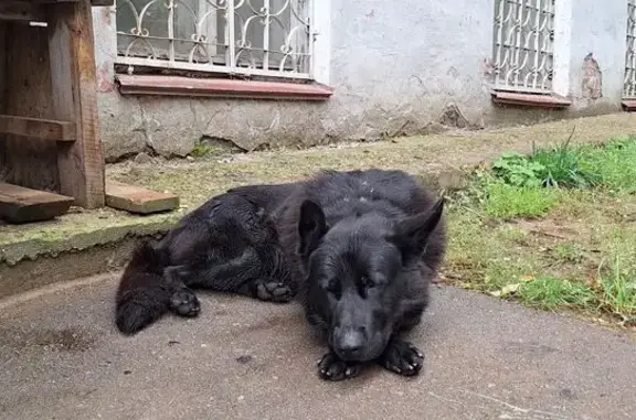 Найдена собака на Косякова, 9, Пермь