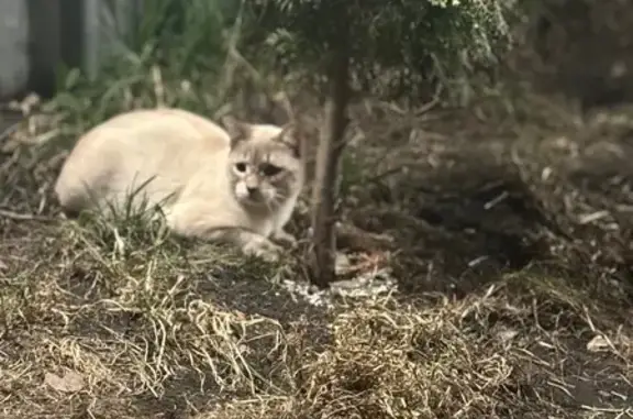 Пропала кошка, Свияжная 85, Ульяновск
