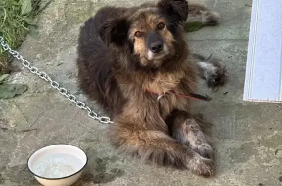 Найдена собака, , фото: Собака найдена на трассе Орехово-Зуево