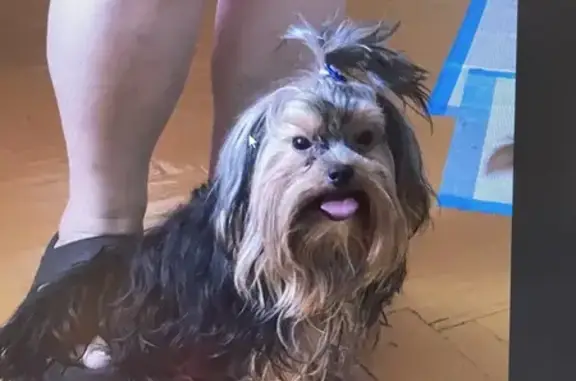 Потерянные животные Талецкое, фото: Пропала собака, 81К-014, Талецкое поселение