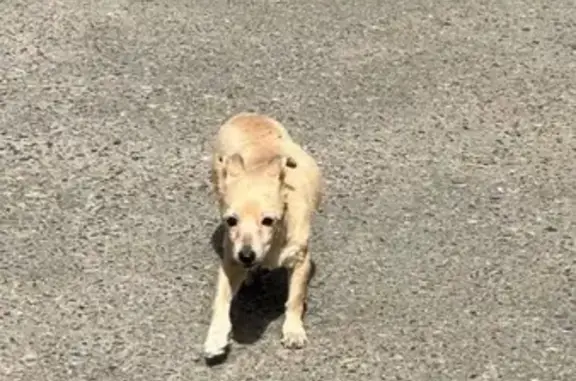 Щенок найден на проспекте Ямашева, Казань