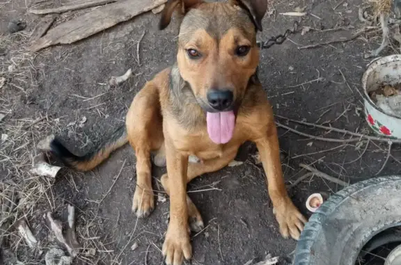 Найдена собака, , фото: Собака найдена: Верхнесадовский, 67Р-1, 7