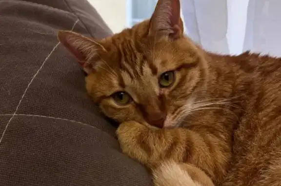 Кошки потеряшки, Подстёпки, фото: Потеряшка кошка на Полевой улице, Подстёпки