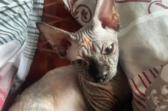 Пропала кошка Сфинкс, Зарайск, ул. 24