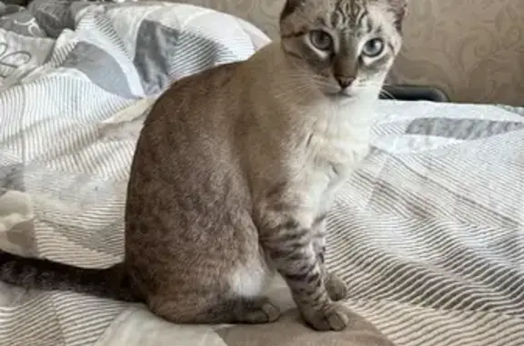 Кошки потеряшки, Саратов, фото: Потеряшка кошка, Международный проезд, 3