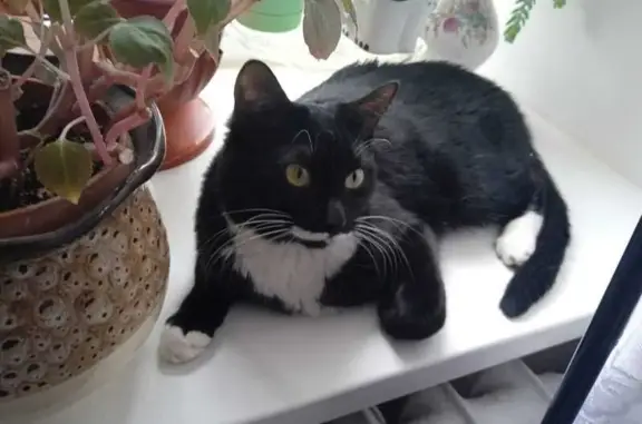 Кошки потеряшки, Москва, фото: Потеряшка черный кот, Волоколамский пр., 4 к2