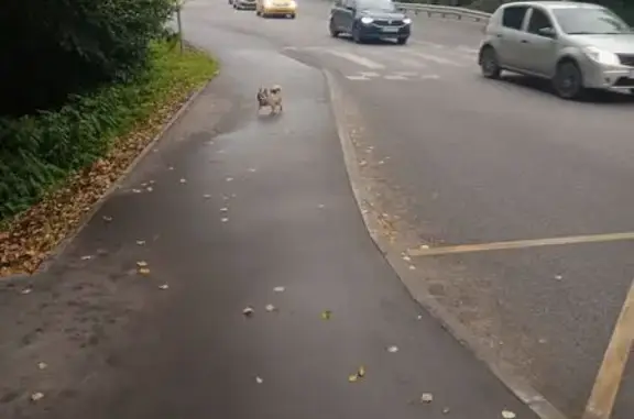 Собака найдена на Щёкинском шоссе, Тула